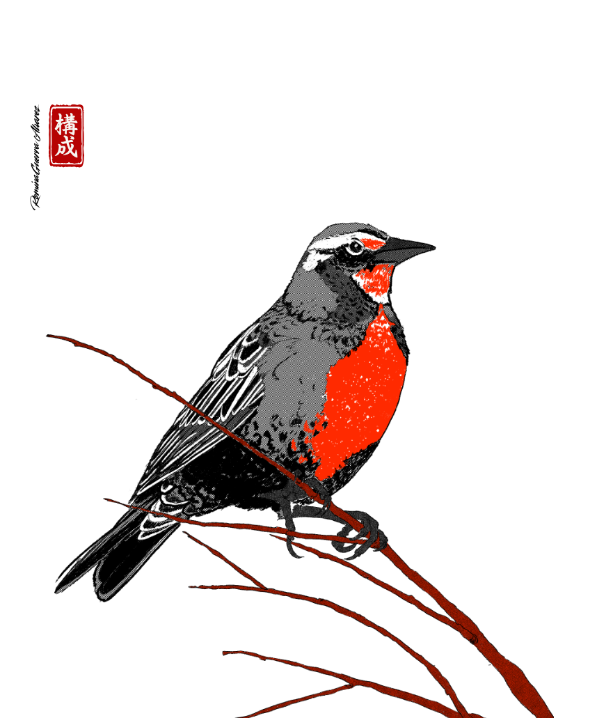 Ilustración ave chilena loica